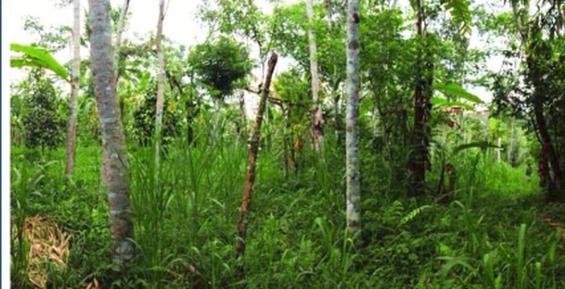 Land Freehold Taro  Ubub Bali