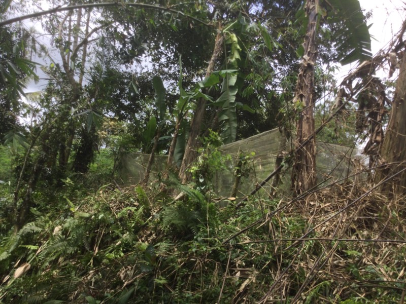 Land Freehold Taro  Ubub Bali