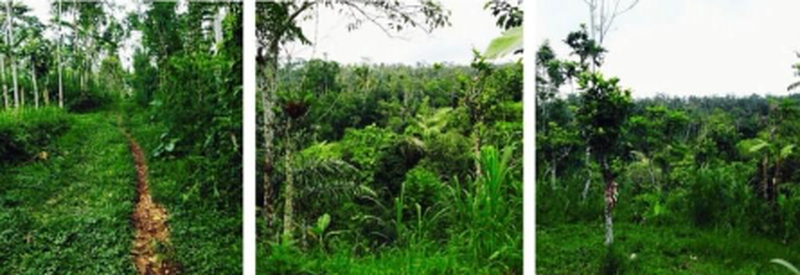 Land Freehold Taro Ubub Bali