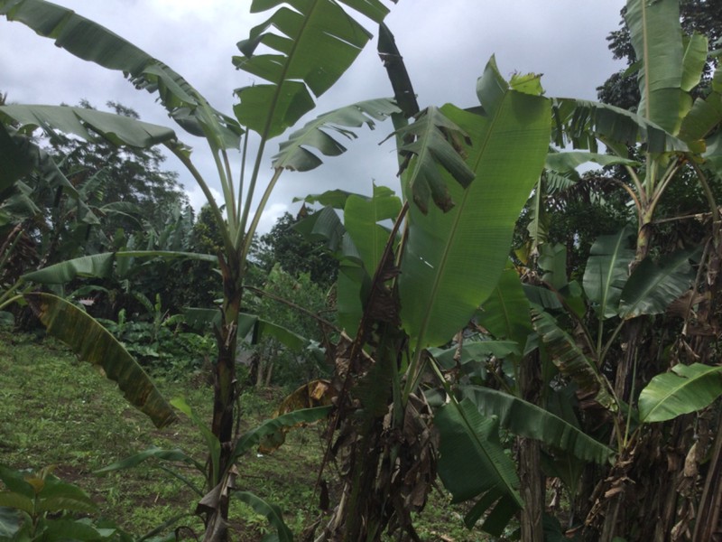 Land Freehold Taro Ubub Bali