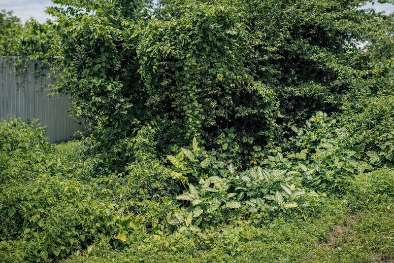 Dijual Tanah Pekarangan Strategis 1.350 Meter Persegi di Jl. Slamet Riyadi, Kota Tegal Potensi Investasi Tinggi.