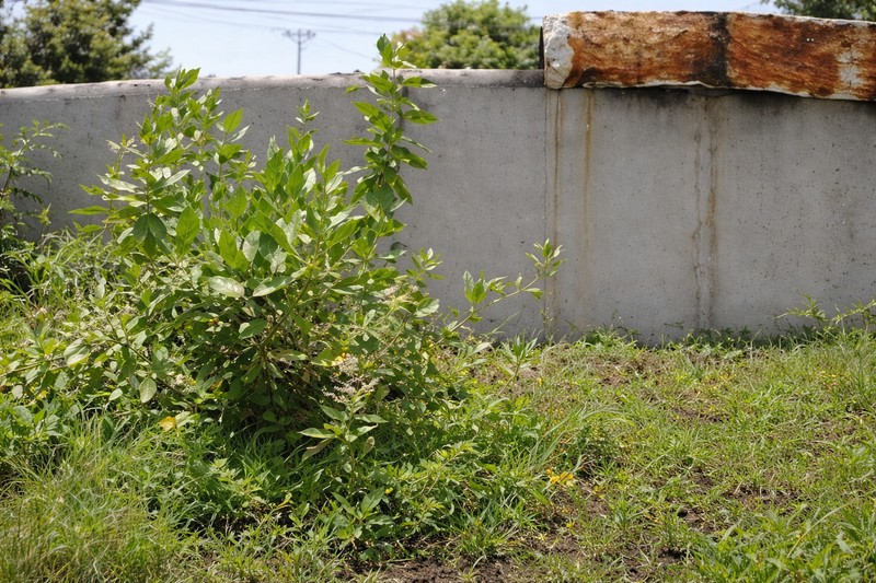 Dijual Tanah Pekarangan Strategis 1.350 Meter Persegi di Jl. Slamet Riyadi, Kota Tegal Potensi Investasi Tinggi.