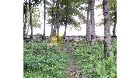 Dijual Tanah Pesisir Tengah Lampung Barat