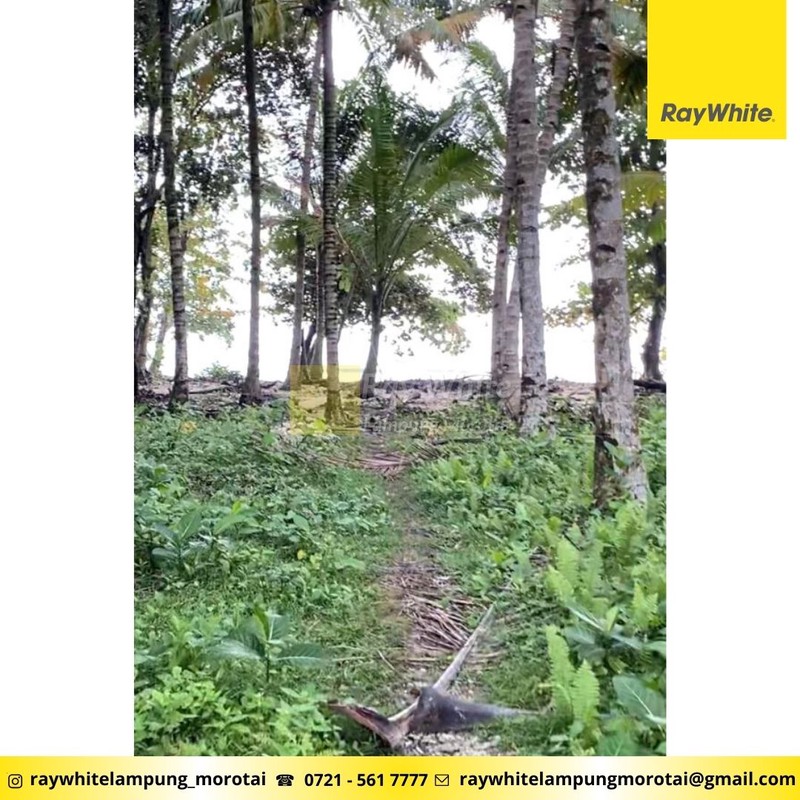 Dijual Tanah Pesisir Tengah Lampung Barat