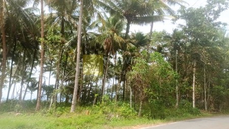 Dijual Tanah Krui Pesisir Barat