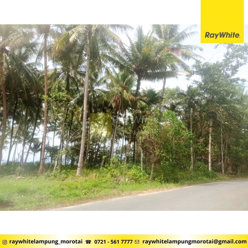 Dijual Tanah Krui Pesisir Barat