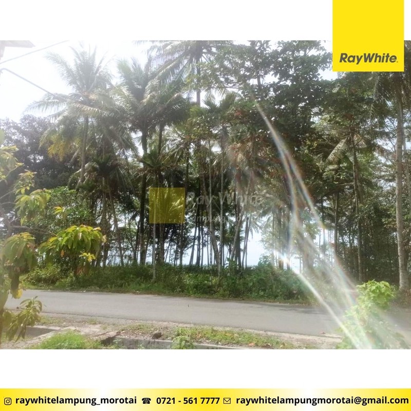 Dijual Tanah Krui Pesisir Barat