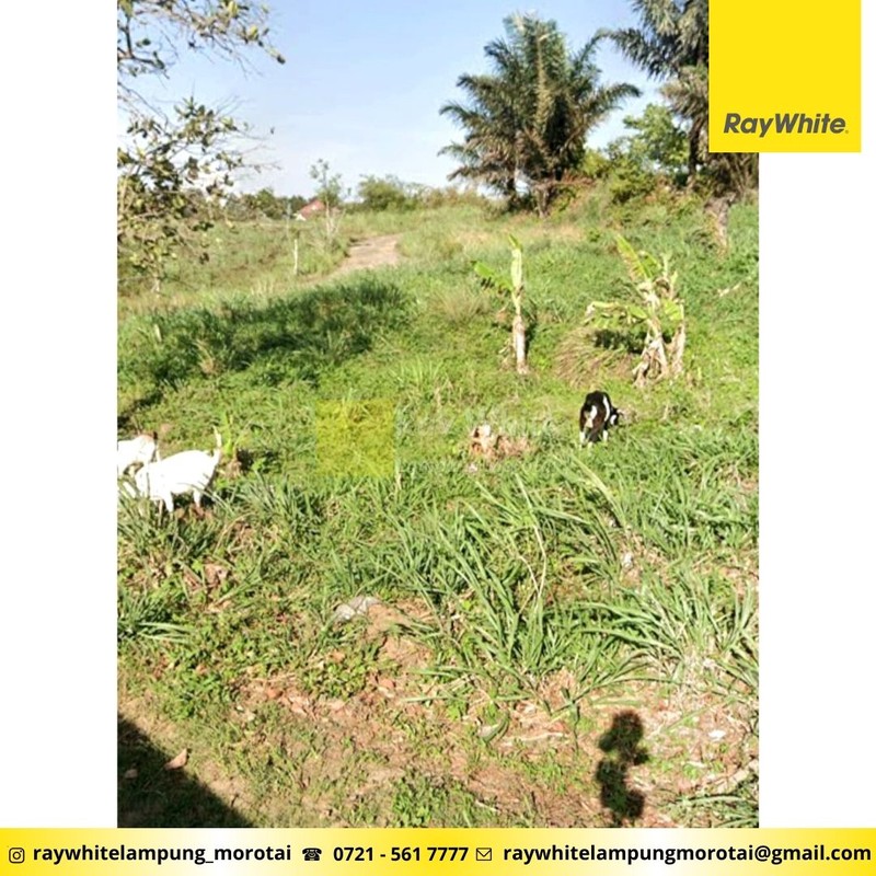 Dijual Tanah Sukabumi Bandar Lampung