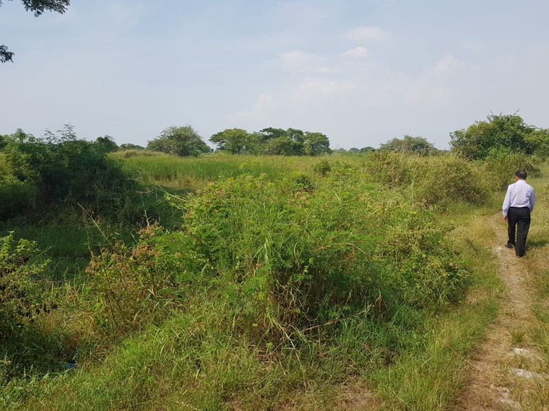 Dijual 4 Ha Tanah Ujung Pangkah - Gresik - Jawa Timur - Surat SHM