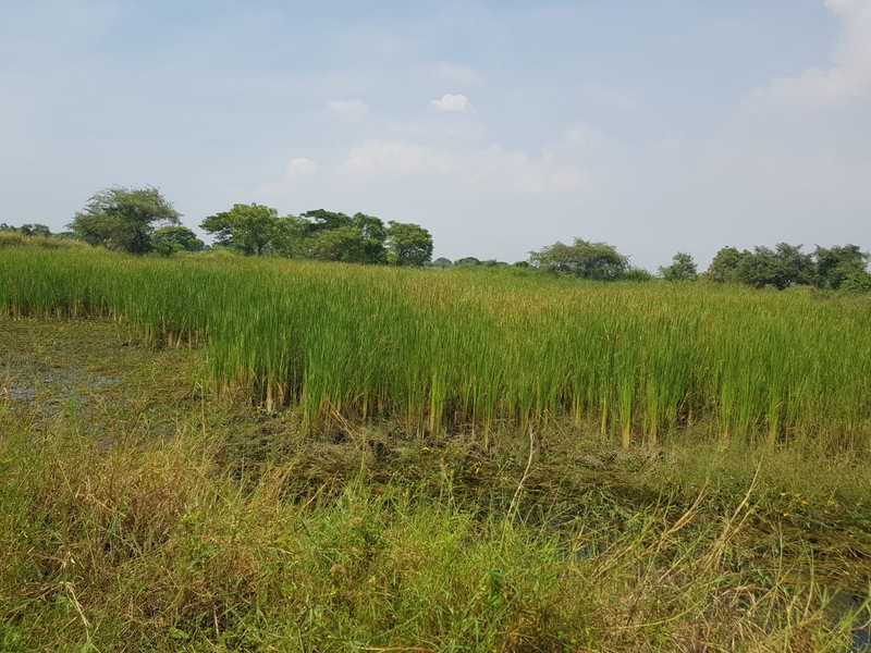 Dijual 4 Ha Tanah Ujung Pangkah - Gresik - Jawa Timur - Surat SHM