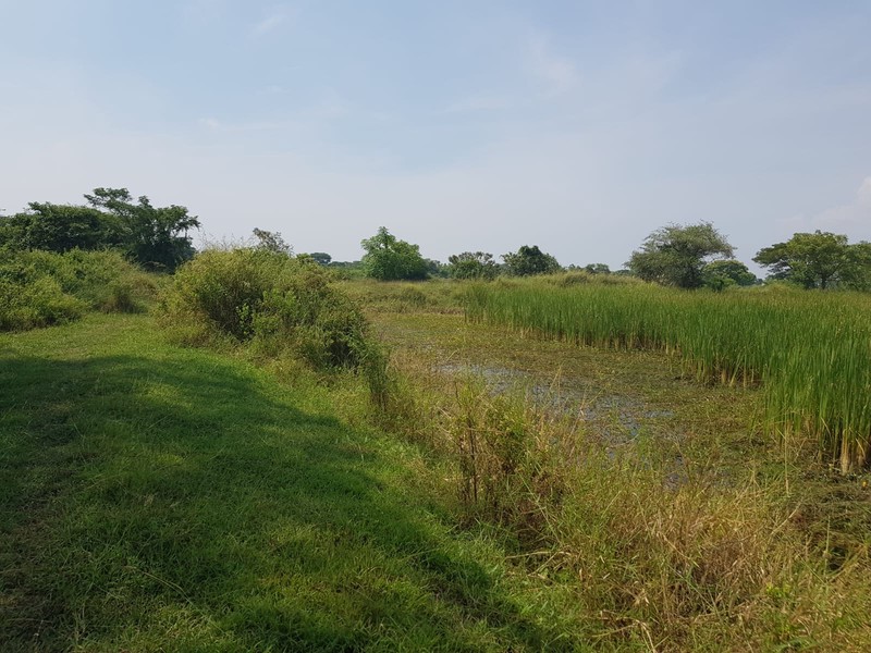 Dijual 4 Ha Tanah Ujung Pangkah - Gresik - Jawa Timur - Surat SHM