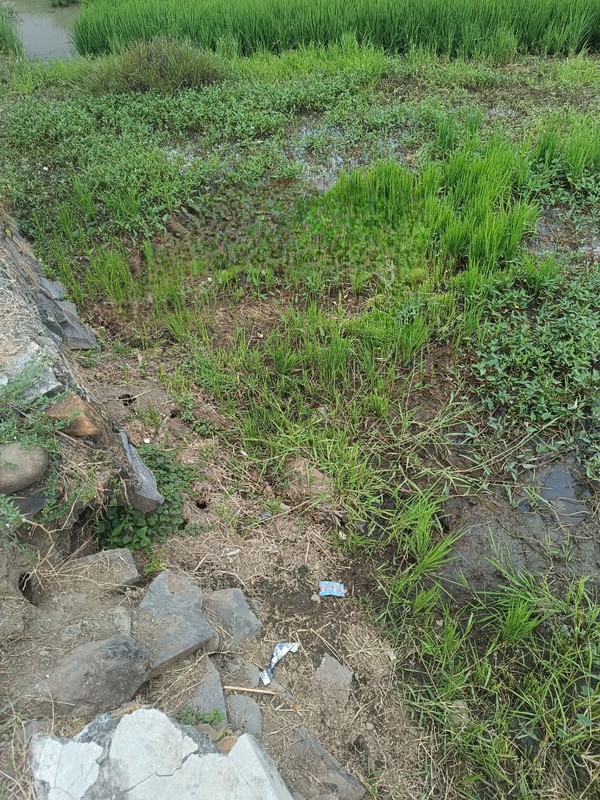 MURAH Dijual 3390 m2 Tanah Industri Raya Bypass Mojoagung - Jombang - Jawa Timur - Nol Jalan Raya Kembar 4 Jalur - Akses Truk Kontainer