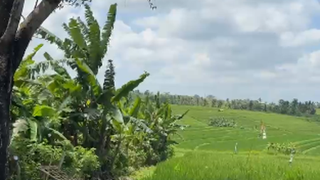 Land Freehold With Mountain View In Tabanan Bali