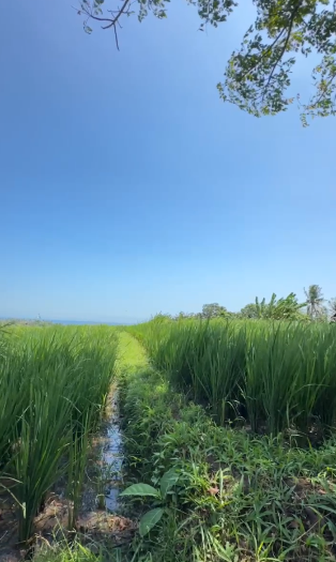 Land Freehold With Mountain View In Tabanan Bali