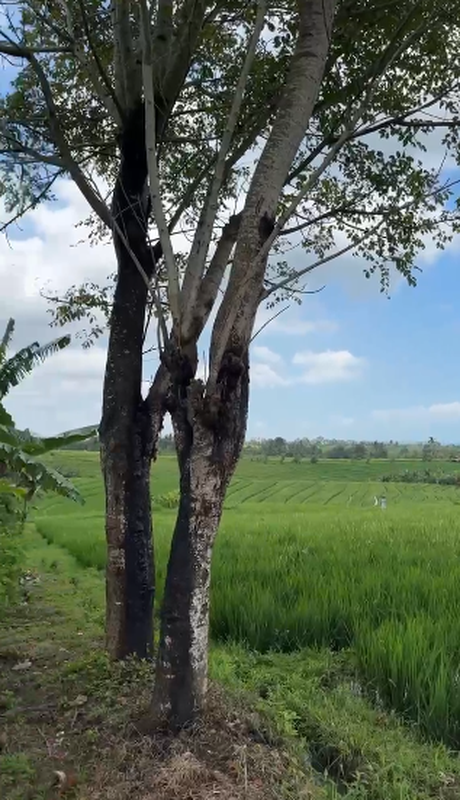 Land Freehold With Mountain View In Tabanan Bali