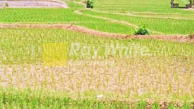 Tanah Sawah di Cikalong Wetan