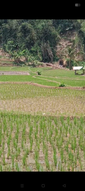 Tanah Sawah di Cikalong Wetan