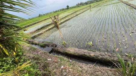 For Sale Leasehold land with rice field view  close to Canggu , Bali