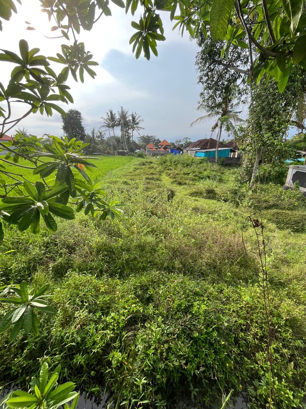 For Sale Leasehold land with rice field view  close to Canggu , Bali