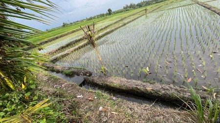 For Sale Leasehold land with rice field view close to Canggu , Bali