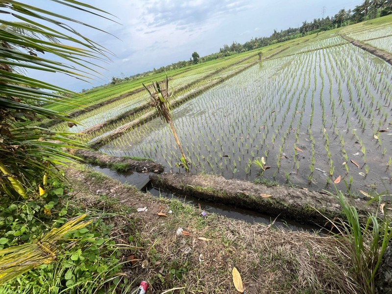 For Sale Leasehold land with rice field view close to Canggu , Bali