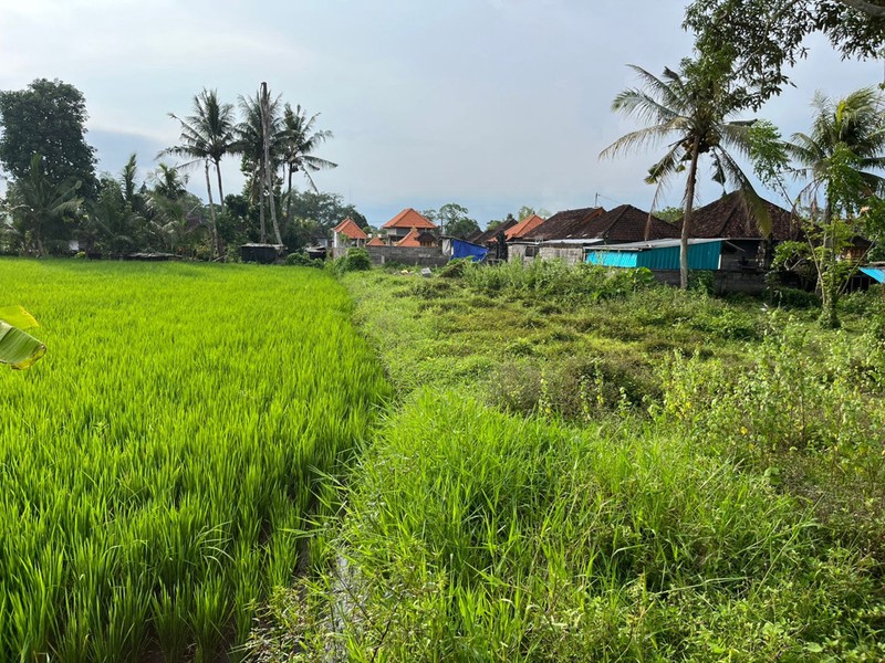 For Sale Leasehold land with rice field view close to Canggu , Bali