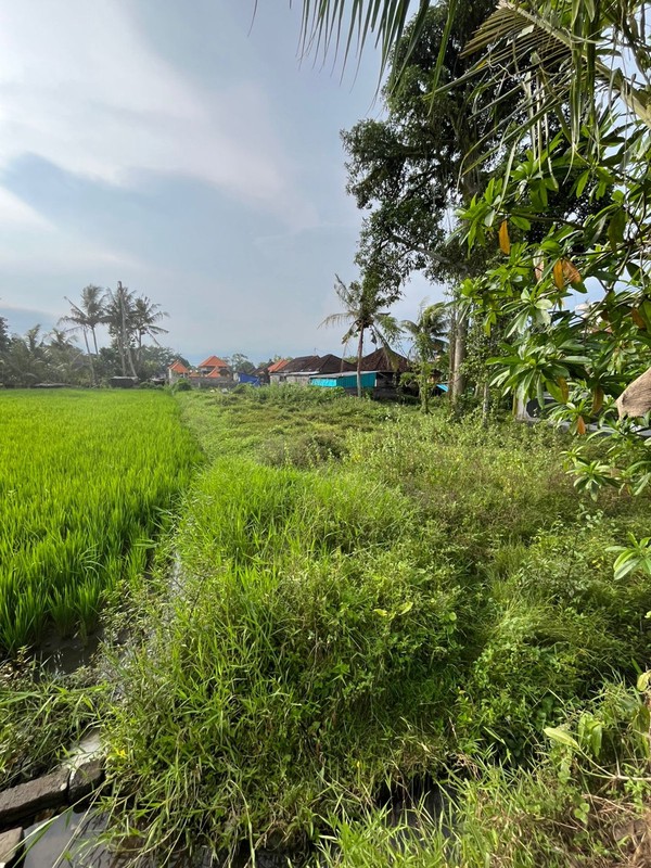 For Sale Leasehold land with rice field view close to Canggu , Bali