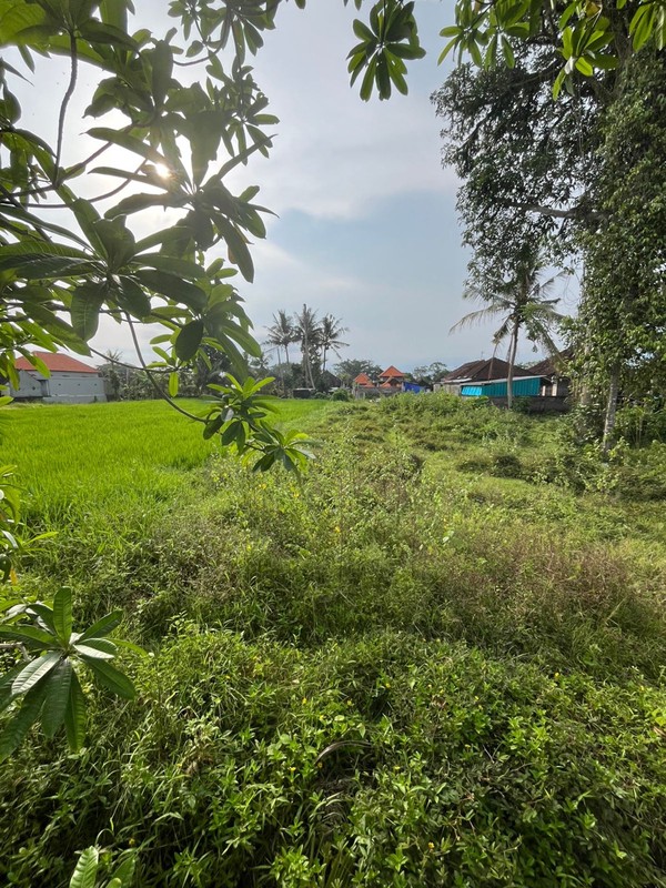For Sale Leasehold land with rice field view close to Canggu , Bali