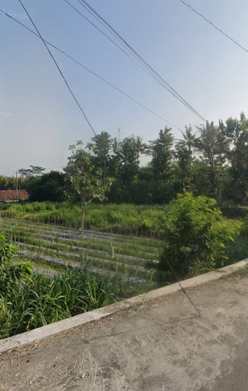 Disewakan Tanah Sawah Cocok Pertanian Lokasi Bedog Trihanggo - Gamping Sleman 