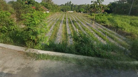 Disewakan Tanah Sawah Cocok Pertanian Lokasi Bedog Trihanggo - Gamping Sleman 