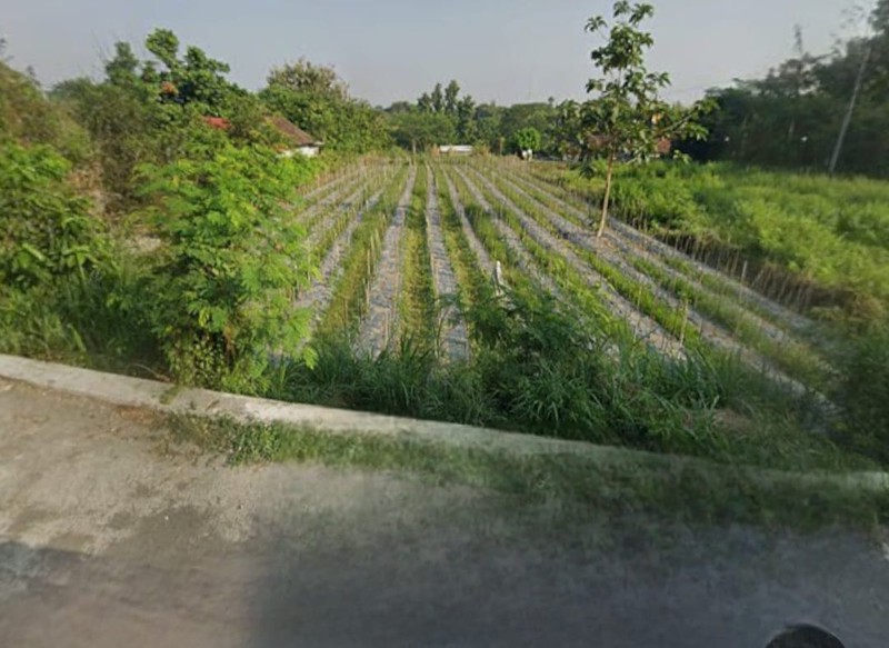 Disewakan Tanah Sawah Cocok Pertanian Lokasi Bedog Trihanggo - Gamping Sleman 