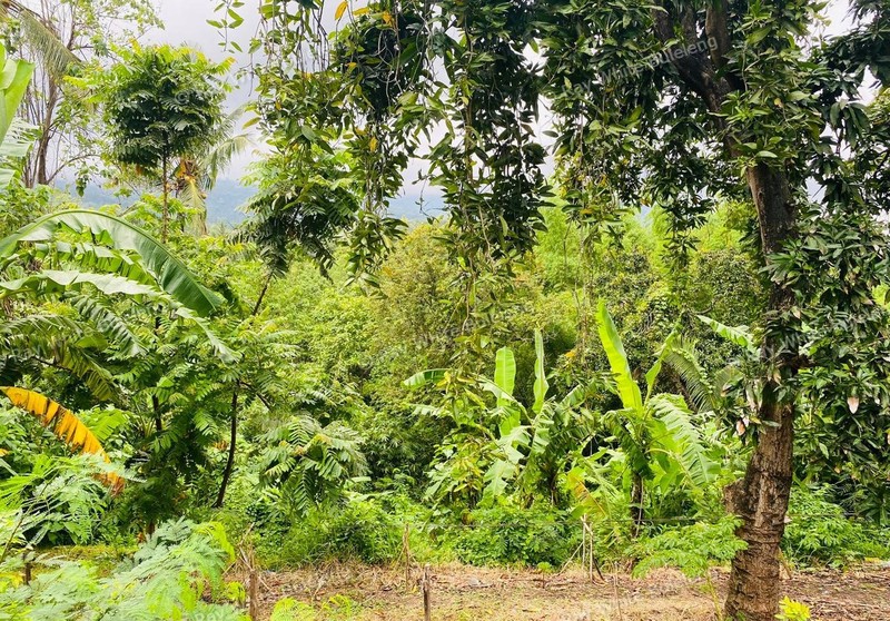 Exclusive 2,625 sqm Land with Panoramic Ocean & Hills View - Selat, North Bali