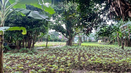 Dijual tanah dengan lokasi sangat strategis di Jalan Raya Krukut, posisi persis pinggir jalan utama dan dekat pintu Tol Krukut.