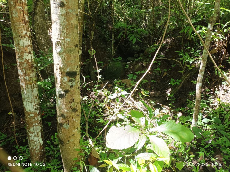 Dijual Tanah Sawah Produktif Lokasi  Pendoworejo - Girimulyo Kulon Progo