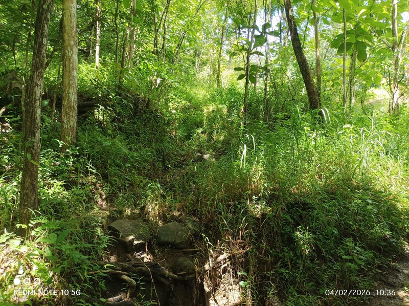Dijual Tanah Sawah Produktif Lokasi  Pendoworejo - Girimulyo Kulon Progo