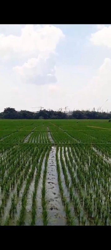 Tanah dengan Luas 45000 m2 Lokasi Subang Jawa Barat