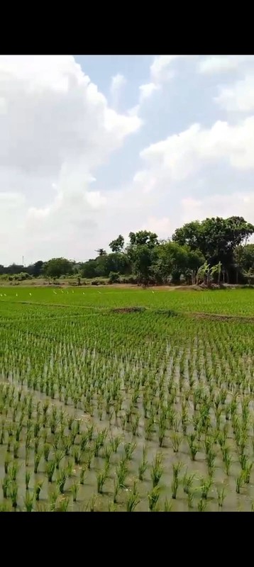 Tanah dengan Luas 45000 m2 Lokasi Subang Jawa Barat