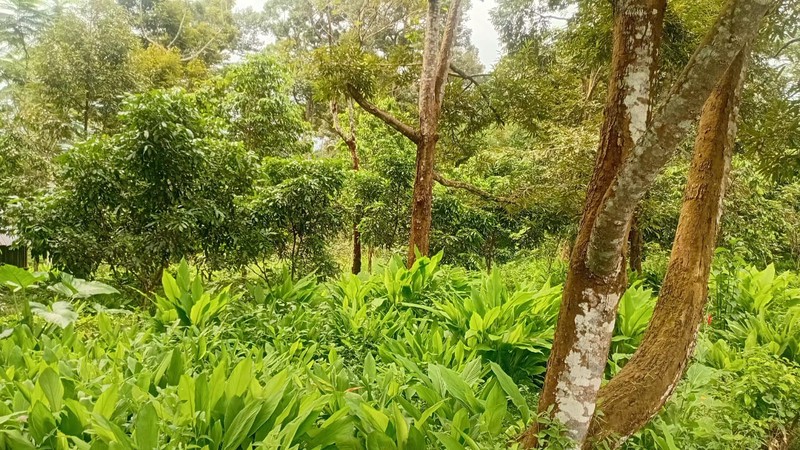 Peluang Lahan Perkebunan Produktif Durian & Alpukat di Salaman Magelang Akses Mobil & Sumber Air Melimpah