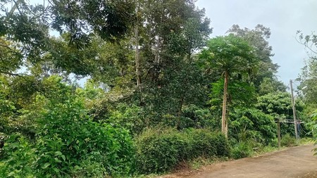 Peluang Lahan Perkebunan Produktif Durian & Alpukat di Salaman Magelang Akses Mobil & Sumber Air Melimpah