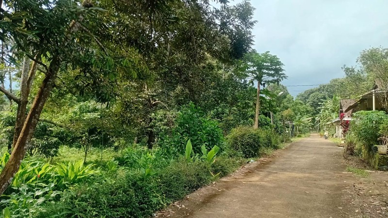Peluang Lahan Perkebunan Produktif Durian & Alpukat di Salaman Magelang Akses Mobil & Sumber Air Melimpah
