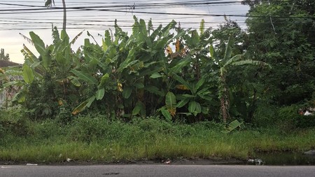 Peluang Usaha Strategis Diseewakan Tanah Pekarangan Luas di Jalan IKIP PGRI, Kasihan, Bantul