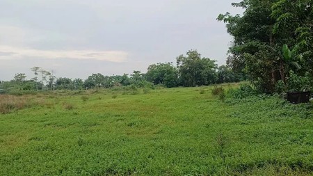 Kaveling Tanah Sawah Kampung Ilir Tunggakjati Karawang Barat