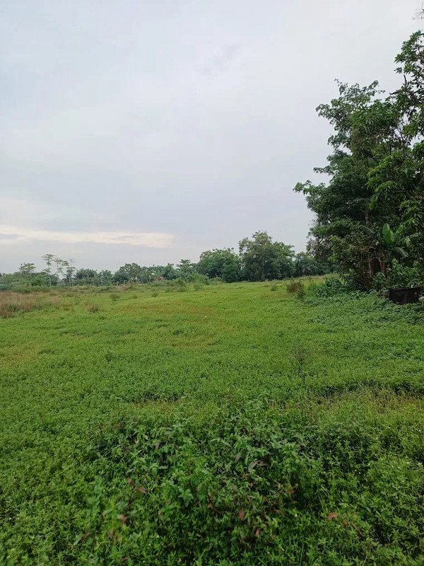 Kaveling Tanah Sawah Kampung Ilir Tunggakjati Karawang Barat