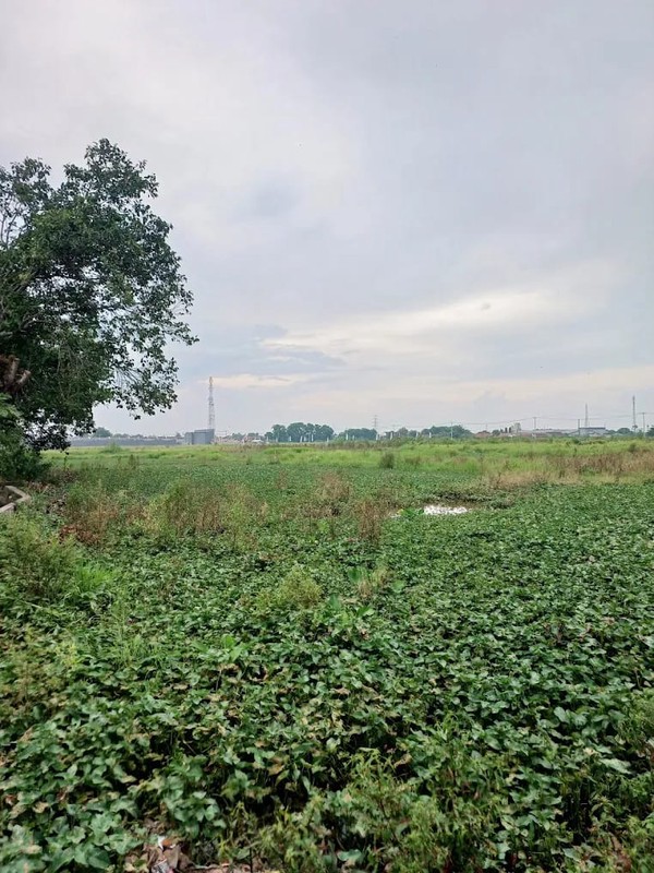 Kaveling Tanah Sawah Kampung Ilir Tunggakjati Karawang Barat