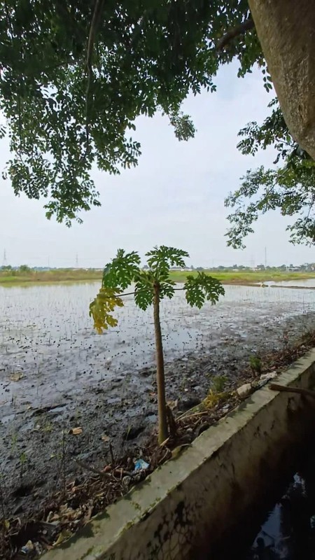 Kaveling Tanah Sawah Kampung Ilir Tunggakjati Karawang Barat