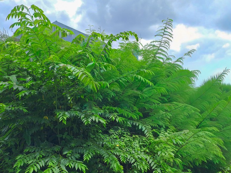Tanah di Radio Dalam Gandaria  dekat Pondok Indah, Kebayoran Baru