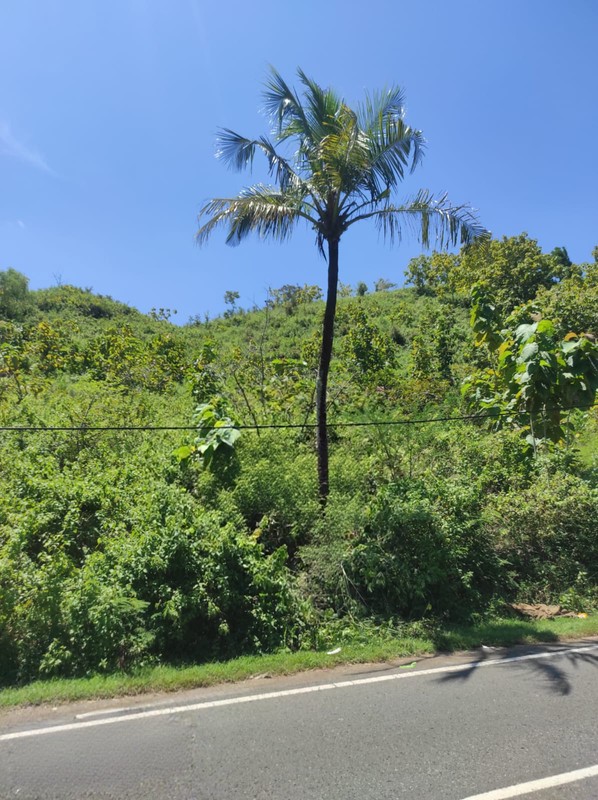 Investasi Tanah 8.736 Meter Persegi di Loji Drini Jalur Utama Pantai Selatan, Tanjungsari, Gunungkidul