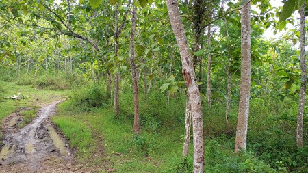 Tanah Luas 1 Hektar Lebih di Panggang  & Sangat Terjangkau untuk Investasi, Giriharjo, Panggang, Gunungkidul