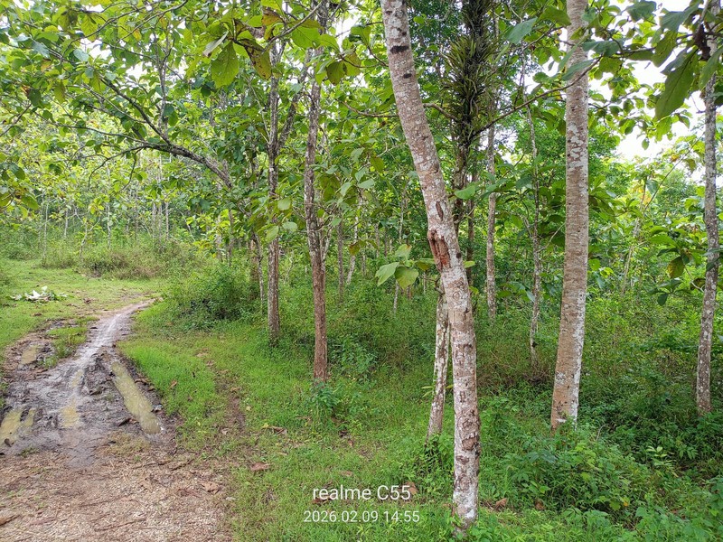 Tanah Luas 1 Hektar Lebih di Panggang  & Sangat Terjangkau untuk Investasi, Giriharjo, Panggang, Gunungkidul