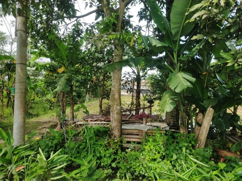 Tanah 526 Meter Persegi di Wedomartani Sleman Hadap Timur, Lingkungan Asri & Strategis